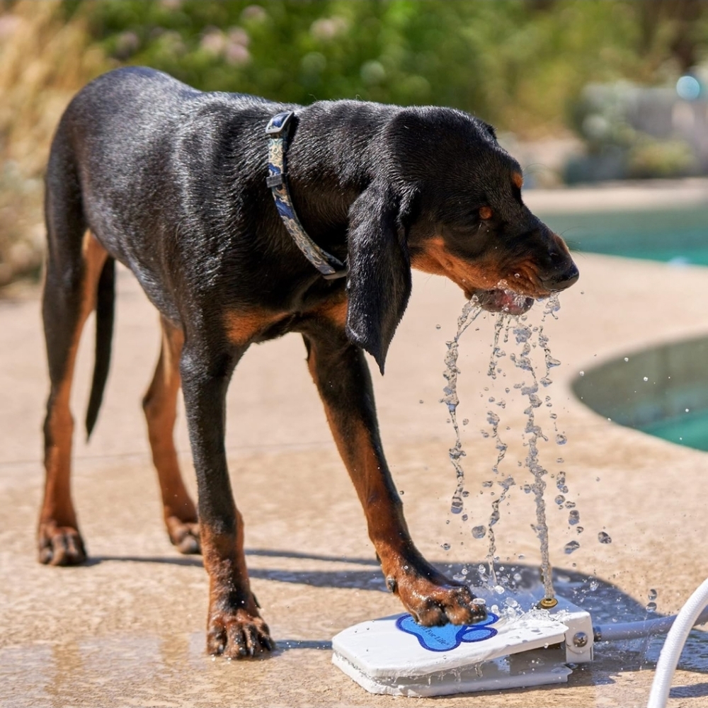 Step water pad for dogs